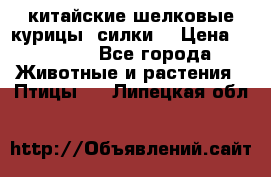 китайские шелковые курицы (силки) › Цена ­ 2 500 - Все города Животные и растения » Птицы   . Липецкая обл.